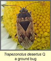 Trapezonotus desertus Q, groundbug