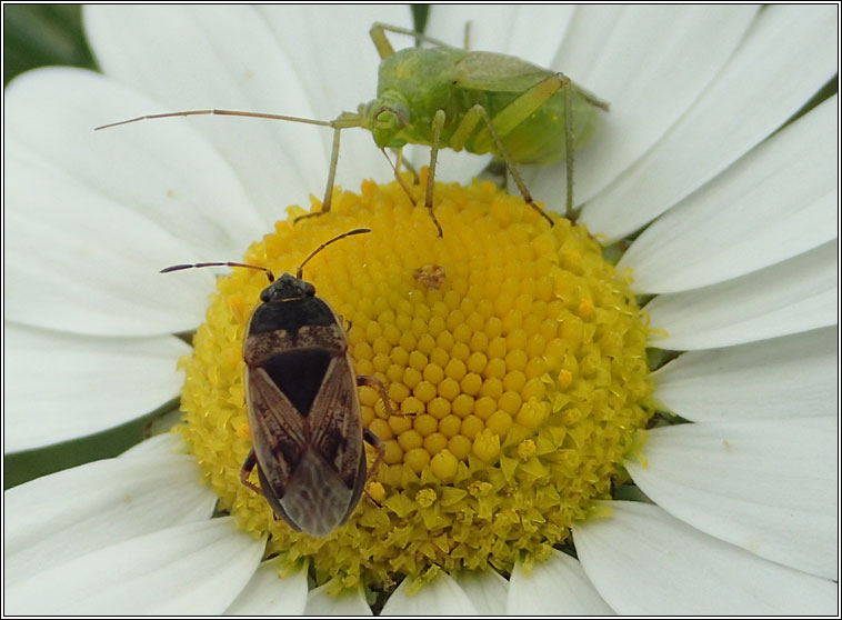 Trapezonotus desertus Q