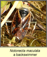 Notonecta maculata