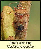 Kleidocerys resedae, Birch Catkin Bug