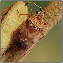 Kleidocerys resedae, Birch Catkin Bug