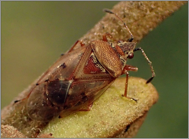 Kleidocerys resedae, Birch Catkin Bug