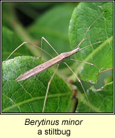 Berytinus minor, stiltbug