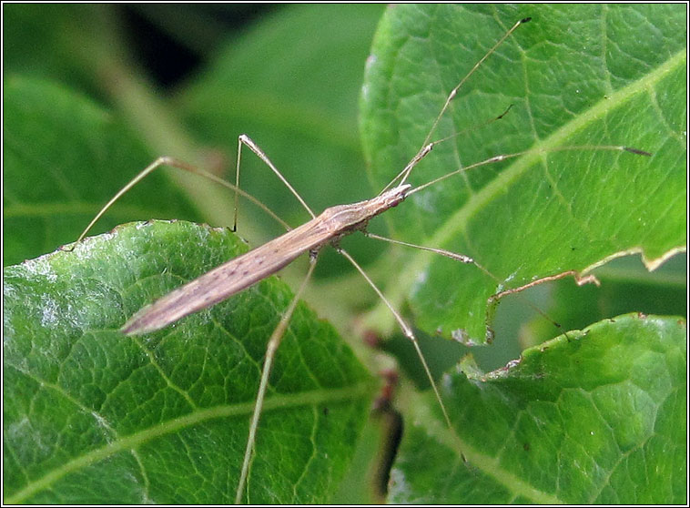 Berytinus minor