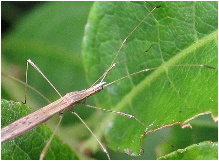 Berytinus minor