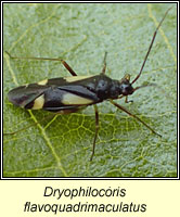Dryophilocoris flavoquadrimaculatus