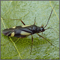 Dryophilocoris flavoquadrimaculatus 