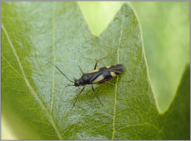 Dryophilocoris flavoquadrimaculatus 