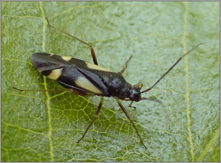 Dryophilocoris flavoquadrimaculatus 