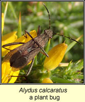 Alydus calcaratus, plant bug