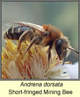 Andrena dorsata, Short-fringed Mining Bee