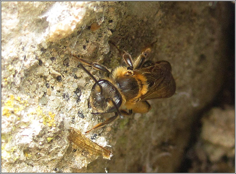 Short-fringed Mining Bee, Andrena dorsata