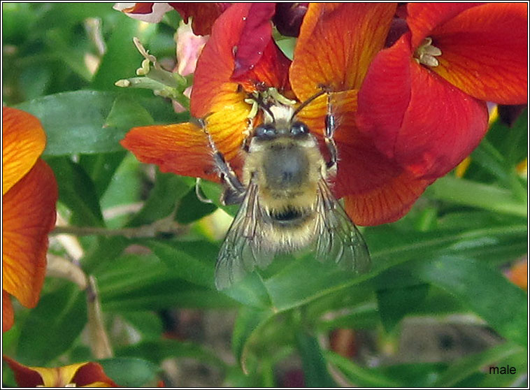 Hairy-footed flower bee, Anthophora plumipes