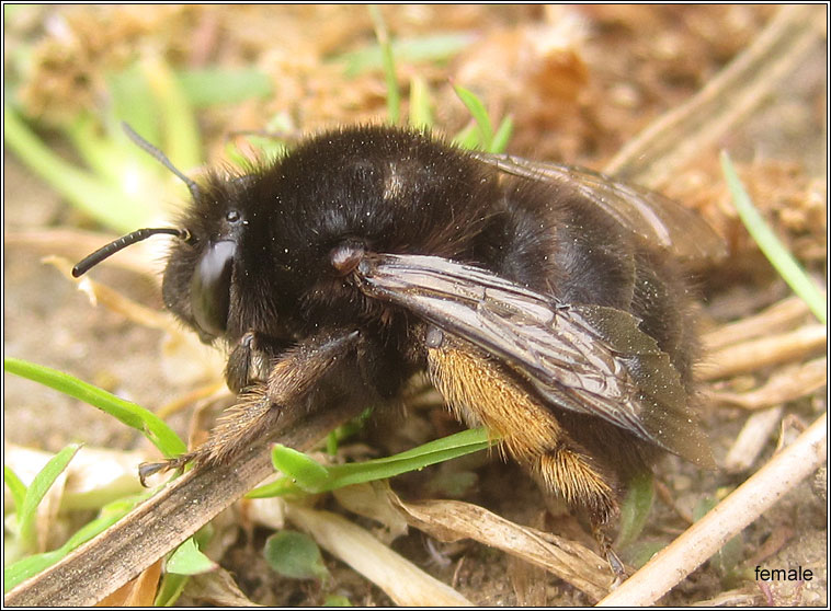 Hairy-footed flower bee, Anthophora plumipes