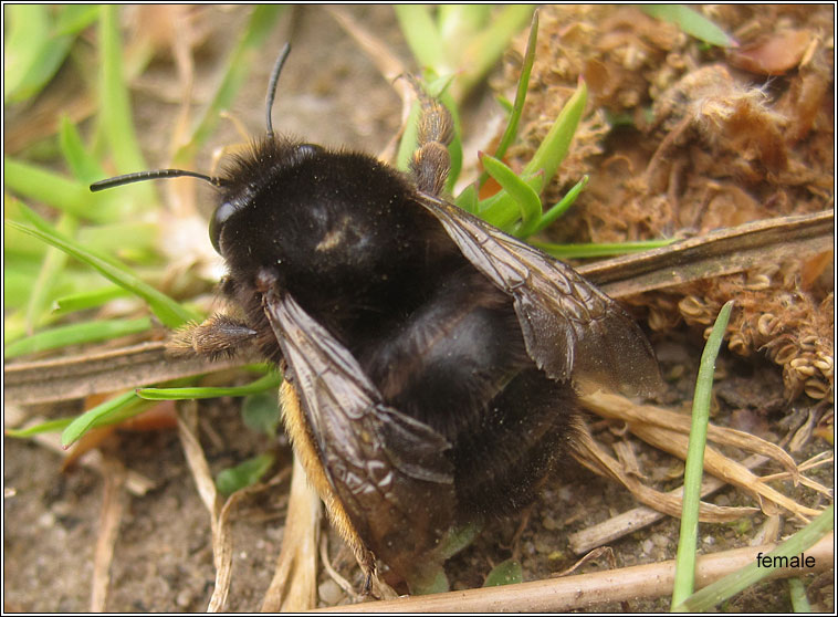 Hairy-footed flower bee, Anthophora plumipes