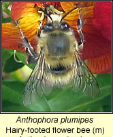 Anthophora plumipes, Hairy-footed flower bee