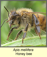 Apis mellifera, Honey Bee