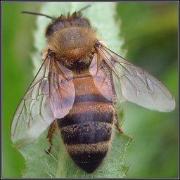 Honey Bee, Apis mellifera