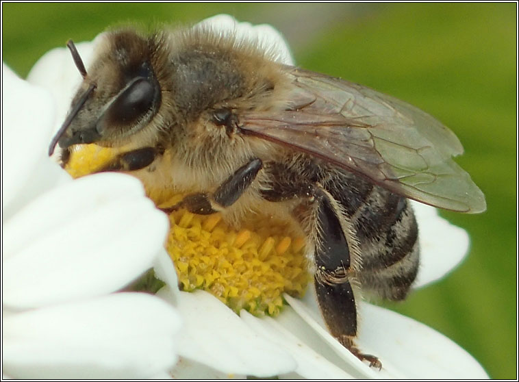 Honey Bee, Apis mellifera