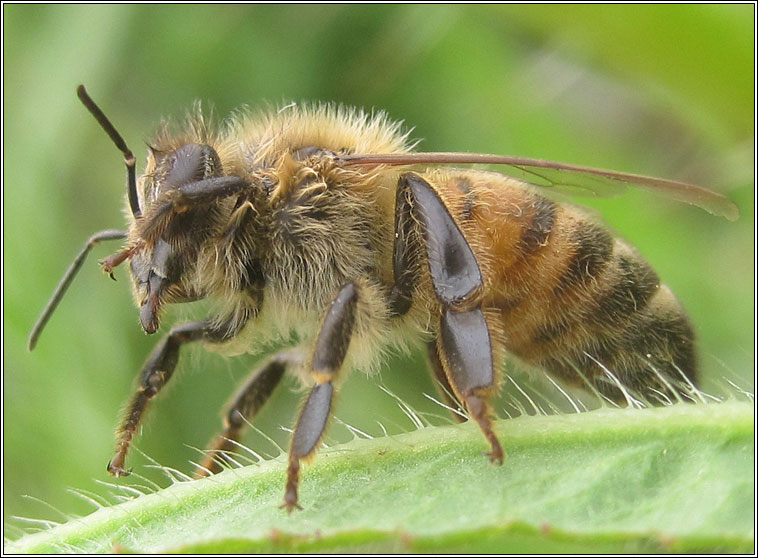 Honey Bee, Apis mellifera