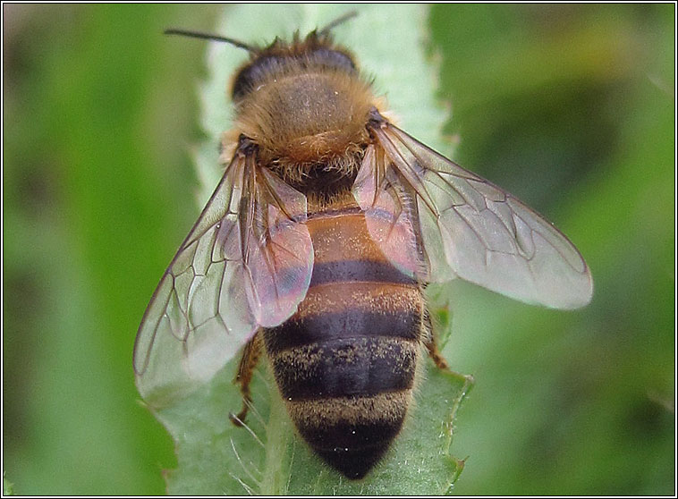 Honey Bee, Apis mellifera