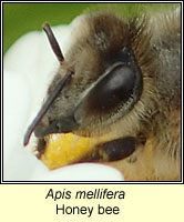 Apis mellifera, Honey Bee