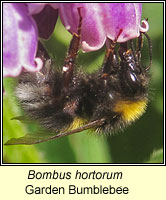 Bombus hortorum, Garden Bumblebee