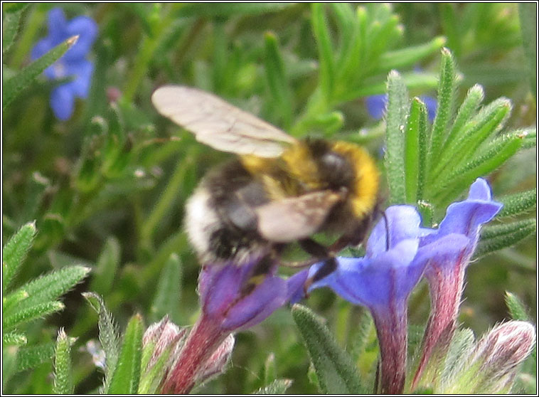 Garden Bumblebee, Bombus hortorum