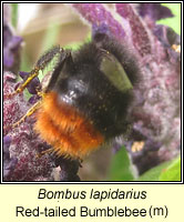 Bombus lapidarius, Red-tailed Bumblebee