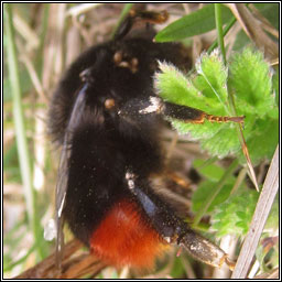 Red-tailed Bumblebee, Bombus lapidarius