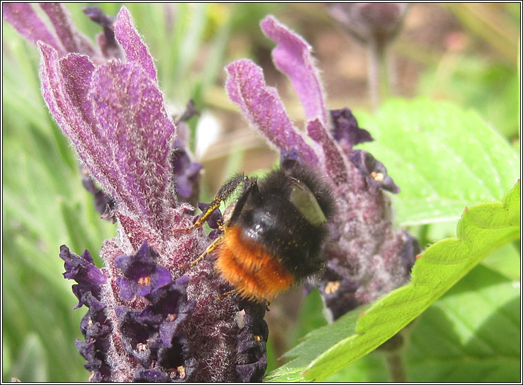 Red-tailed Bumblebee, Bombus lapidarius