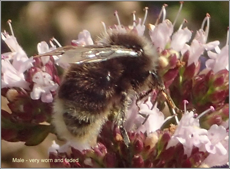 Red-tailed Bumblebee, Bombus lapidarius