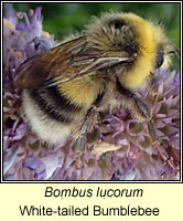 Bombus lucorum, White-tailed Bumblebee