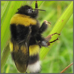 White-tailed Bumblebee, Bombus lucorum