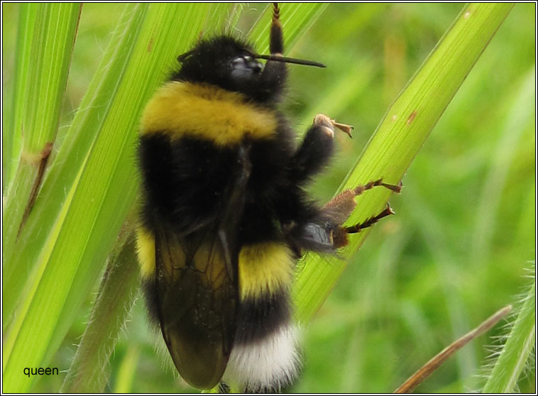 White-tailed Bumblebee, Bombus lucorum