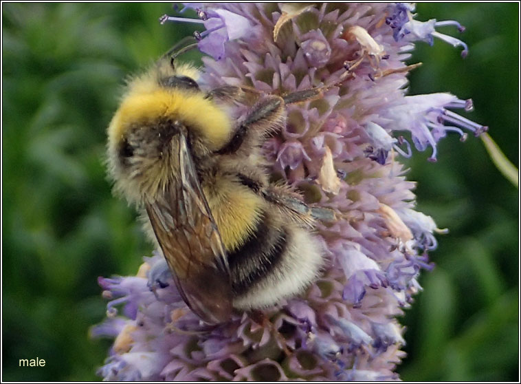 White-tailed Bumblebee, Bombus lucorum