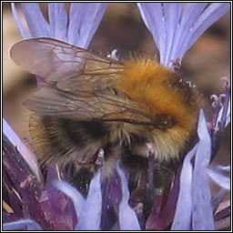 Common Carder Bee, Bombus pascuorum