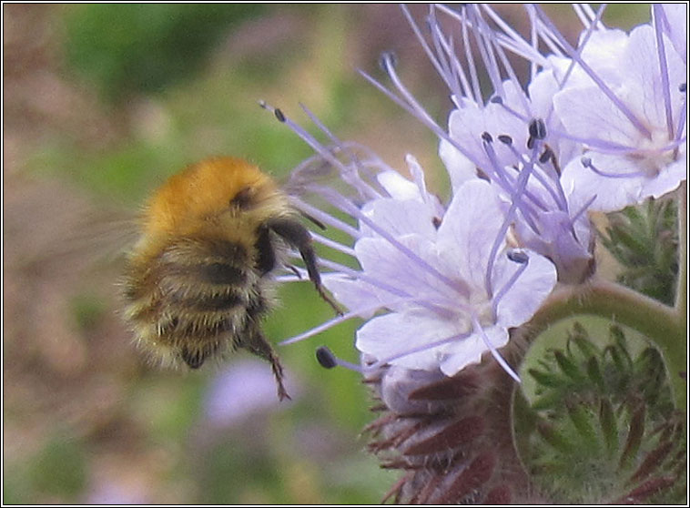 Common Carder Bee, Bombus pascuorum