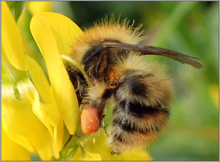 Common Carder Bee, Bombus pascuorum