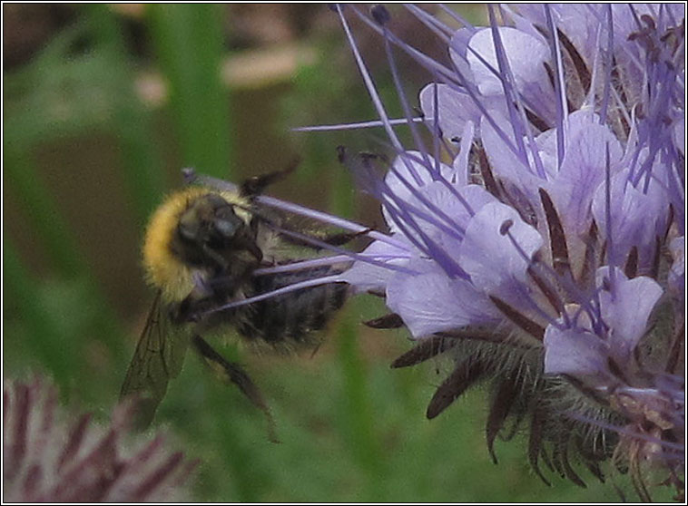 Common Carder Bee, Bombus pascuorum