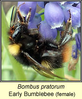 Bombus pratorum, Early Bumblebee