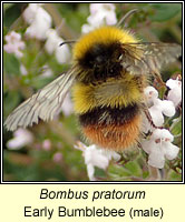 Bombus pratorum, Early Bumblebee