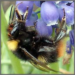 Early Bumblebee, Bombus pratorum