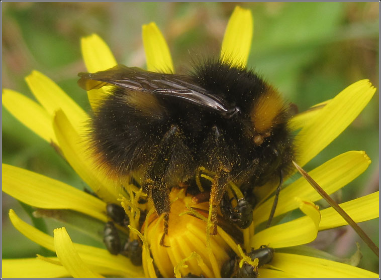 Early Bumblebee, Bombus pratorum