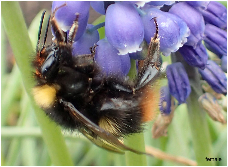 Early Bumblebee, Bombus pratorum