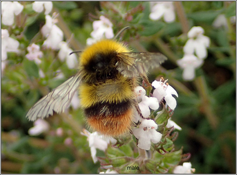 Early Bumblebee, Bombus pratorum