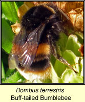 Bombus terrestris, Buff-tailed Bumblebee