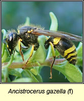 Ancistrocerus gazella