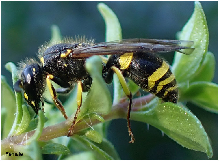 Ancistrocerus gazella, Small-notched Mason-wasp