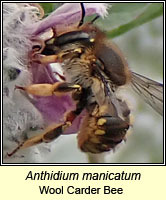 Anthidium manicatum, Wool Carder Bee